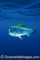 Dolphinfish Mahi Mahi Photo - Andy Murch