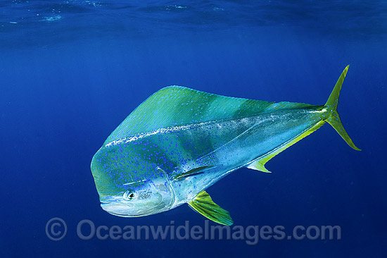Dolphinfish (Coryphaena hippurus). Also known as Mahi mahi and Dorado. Found throughout the world in tropical and sub-tropical seas. A commercially sought after fish. Photo - Andy Murch Dolphinfish (Coryphaena hippurus). Also known as Mahi mahi and Dorado. Found throughout the world in tropical and sub-tropical seas. A commercially sought after fish. Photo - Andy Murch