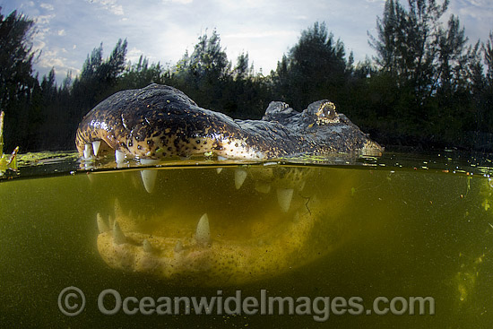 Alligator in Everglades photo