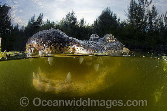 American Alligator (Alligator mississippiensis). Photo taken in Everglades National Park, Florida, USA. Photo - Andy Murch American Alligator (Alligator mississippiensis). Photo taken in Everglades National Park, Florida, USA. Photo - Andy Murch
