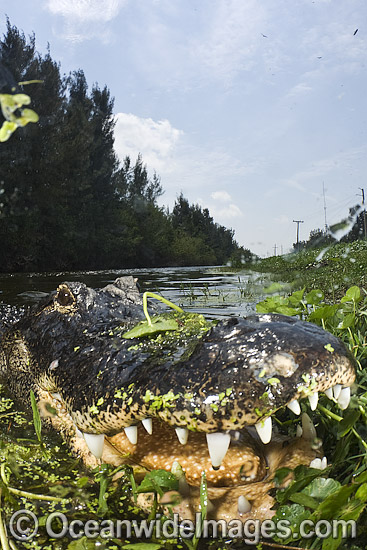 Alligator teeth showing photo