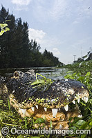 Alligator teeth showing Photo - Andy Murch