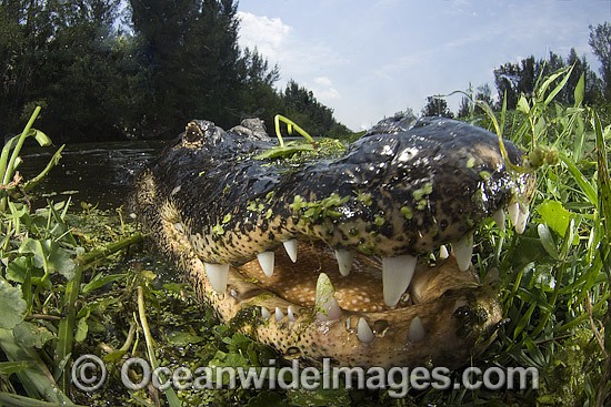 Alligator in Everglades photo