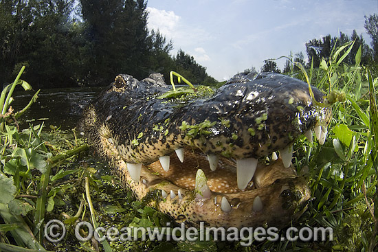 Alligator in Everglades photo Alligator in Everglades photo