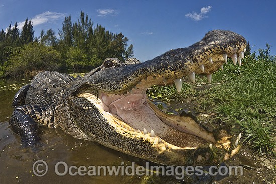 Alligator with mouth open photo