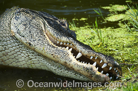 Alligator in Everglades photo