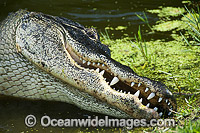 Alligator in Everglades Photo - Andy Murch