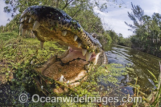 Alligator with jaws open in the Everglades photo