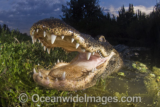 Alligator in Everglades photo