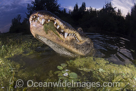 Alligator in Everglades photo