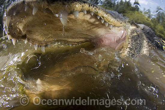 Alligator with jaws open photo