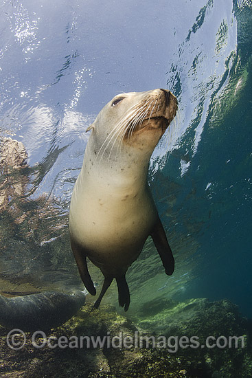 California Sea Lion underwater photo