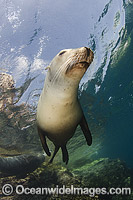 California Sea Lion underwater Photo - Andy Murch