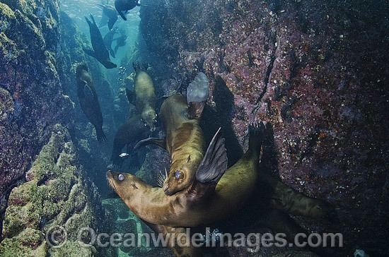 California Sea Lion (Zalophus californianus). Los Islotes, Baja, Sea of Cortez, Eastern Pacific. Photo - Andy Murch