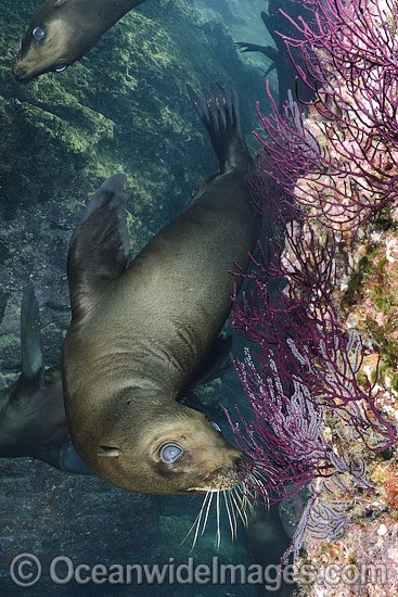 California Sea Lion underwater photo