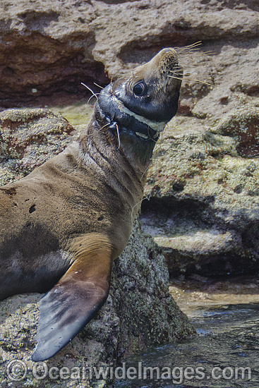 California Sea Lion underwater photo