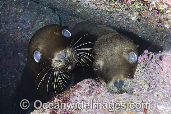 California Sea Lion underwater photo