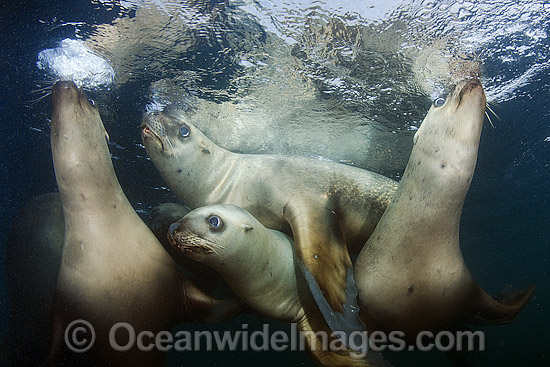 Steller Sea Lions swimming underwater photo