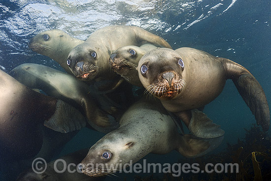 Steller Sea Lions swimming underwater photo