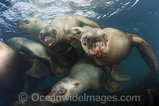 Steller Sea Lion (Eumetopias jubatus). Also known as Northern Sea Lion and Stellar Sea Lion. Photo taken at Race Rocks, British Columbia, North Pacific Ocean. Classified Endangered Species on the IUCN Red List. Photo - Andy Murch Steller Sea Lion (Eumetopias jubatus). Also known as Northern Sea Lion and Stellar Sea Lion. Photo taken at Race Rocks, British Columbia, North Pacific Ocean. Classified Endangered Species on the IUCN Red List. Photo - Andy Murch