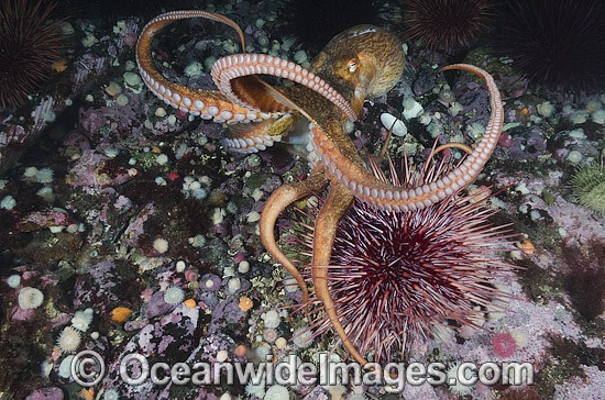 Giant Pacific Octopus photo