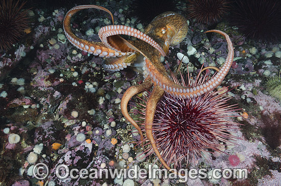 Giant Pacific Octopus photo Giant Pacific Octopus photo