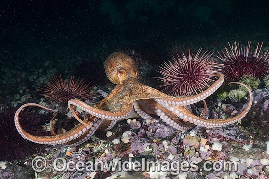 Giant Pacific Octopus photo