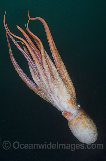 Giant Pacific Octopus photo