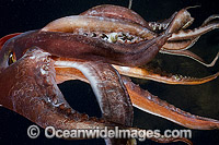Humboldt squid Dosidicus gigas Photo - Andy Murch