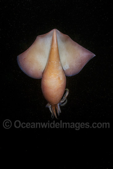 Humboldt squid Dosidicus gigas photo