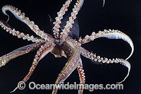 Humboldt squid Dosidicus gigas Photo - Andy Murch
