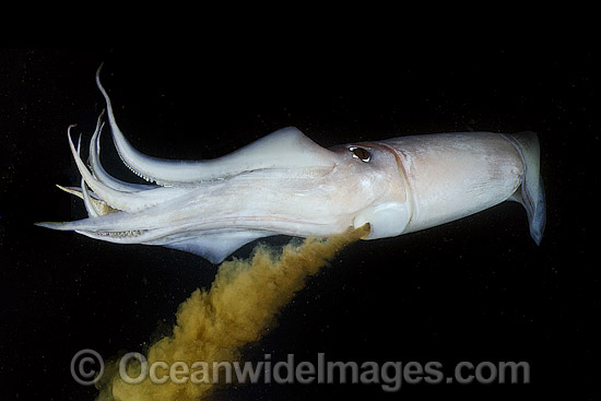 Humboldt squid squirting ink from syphon photo