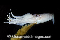 Humboldt squid squirting ink from syphon Photo - Andy Murch