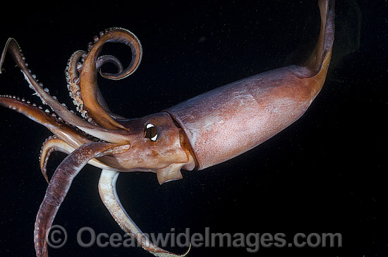 Squid pictures, Squid photo, Squid s pictures, Pictures and Photos