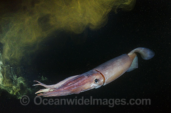Humboldt squid squirting ink from syphon photo