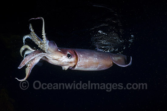 Humboldt squid (Dosidicus gigas). Also known as Jumbo Squid, Jumbo Flying Squid, Pota or Diablo Rojo. Large predatory squid commonly found at depths of 200-700 metres in the east Pacific Ocean. Sea of Cortez, Baja, Pacific Ocean. Photo - Andy Murch Humboldt squid (Dosidicus gigas). Also known as Jumbo Squid, Jumbo Flying Squid, Pota or Diablo Rojo. Large predatory squid commonly found at depths of 200-700 metres in the east Pacific Ocean. Sea of Cortez, Baja, Pacific Ocean. Photo - Andy Murch