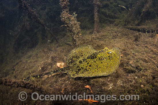 Yellow Spotted Stingray (Urobatis jamaicensis). Photo taken at Oyster Bed Lagoon, Utila, Honduras. Photo - Andy Murch Yellow Spotted Stingray (Urobatis jamaicensis). Photo taken at Oyster Bed Lagoon, Utila, Honduras. Photo - Andy Murch