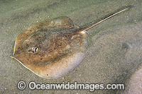 Roger's Round Ray Urotrygon rogersi Photo - Andy Murch
