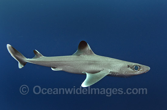 Cuban Dogfish (Squalus cubensis). Photo taken at Exuma Sound, Bahamas, Atlantic Ocean. Photo - Andy Murch Cuban Dogfish (Squalus cubensis). Photo taken at Exuma Sound, Bahamas, Atlantic Ocean. Photo - Andy Murch