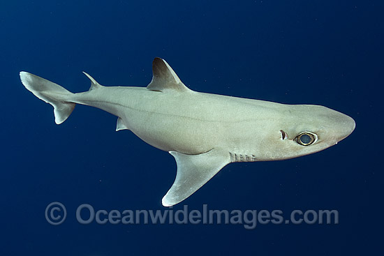 Cuban Dogfish (Squalus cubensis). Photo taken at Exuma Sound, Bahamas, Atlantic Ocean. Photo - Andy Murch Cuban Dogfish (Squalus cubensis). Photo taken at Exuma Sound, Bahamas, Atlantic Ocean. Photo - Andy Murch