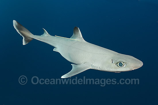 Cuban Dogfish (Squalus cubensis), with a research tag attached near the dorsal fin. Photo taken at Exuma Sound, Bahamas, Atlantic Ocean. Photo - Andy Murch Cuban Dogfish (Squalus cubensis), with a research tag attached near the dorsal fin. Photo taken at Exuma Sound, Bahamas, Atlantic Ocean. Photo - Andy Murch