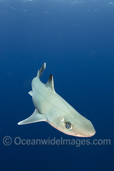 Cuban Dogfish (Squalus cubensis). Photo taken at Exuma Sound, Bahamas, Atlantic Ocean. Photo - Andy Murch