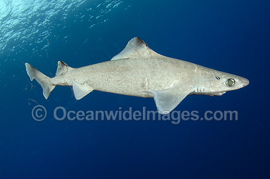 Gulper Shark (Centrophorus granulosus). Found in western North Atlantic, eastern Atlantic, Indian Ocean and western Pacific, including northern Australia. Photo taken at Cape Eleuthera, Bahamas, Atlantic Ocean. Photo - Andy Murch Gulper Shark (Centrophorus granulosus). Found in western North Atlantic, eastern Atlantic, Indian Ocean and western Pacific, including northern Australia. Photo taken at Cape Eleuthera, Bahamas, Atlantic Ocean. Photo - Andy Murch