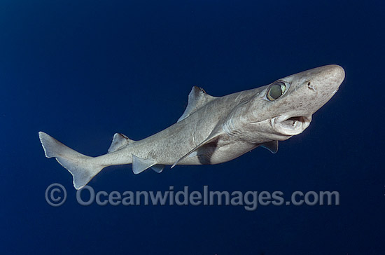Gulper Shark photo