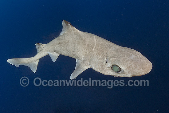 Gulper Shark (Centrophorus granulosus). Found in western North Atlantic, eastern Atlantic, Indian Ocean and western Pacific, including northern Australia. Photo taken at Cape Eleuthera, Bahamas, Atlantic Ocean. Photo - Andy Murch Gulper Shark (Centrophorus granulosus). Found in western North Atlantic, eastern Atlantic, Indian Ocean and western Pacific, including northern Australia. Photo taken at Cape Eleuthera, Bahamas, Atlantic Ocean. Photo - Andy Murch