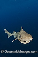 Gulper Shark Centrophorus granulosus Photo - Andy Murch