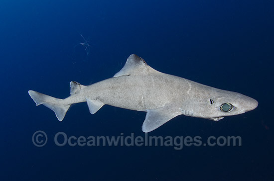 Gulper Shark (Centrophorus granulosus). Found in western North Atlantic, eastern Atlantic, Indian Ocean and western Pacific, including northern Australia. Photo taken at Cape Eleuthera, Bahamas, Atlantic Ocean. Photo - Andy Murch Gulper Shark (Centrophorus granulosus). Found in western North Atlantic, eastern Atlantic, Indian Ocean and western Pacific, including northern Australia. Photo taken at Cape Eleuthera, Bahamas, Atlantic Ocean. Photo - Andy Murch