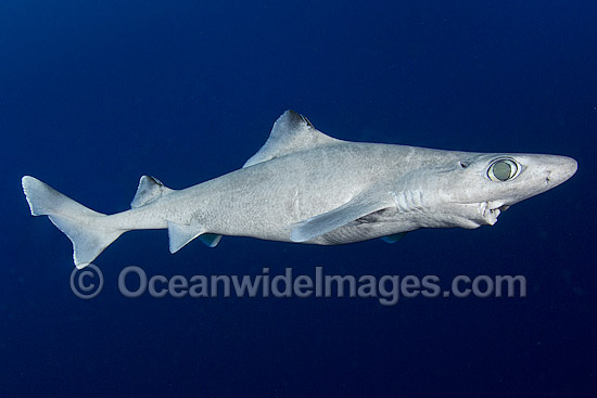 Gulper Shark (Centrophorus granulosus). Found in western North Atlantic, eastern Atlantic, Indian Ocean and western Pacific, including northern Australia. Photo taken at Cape Eleuthera, Bahamas, Atlantic Ocean. Photo - Andy Murch Gulper Shark (Centrophorus granulosus). Found in western North Atlantic, eastern Atlantic, Indian Ocean and western Pacific, including northern Australia. Photo taken at Cape Eleuthera, Bahamas, Atlantic Ocean. Photo - Andy Murch