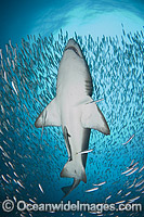 Sand Tiger Shark Photo - Andy Murch
