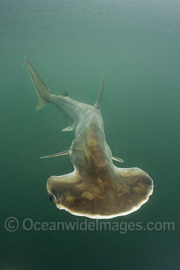 Scoophead Shark Sphyrna media photo